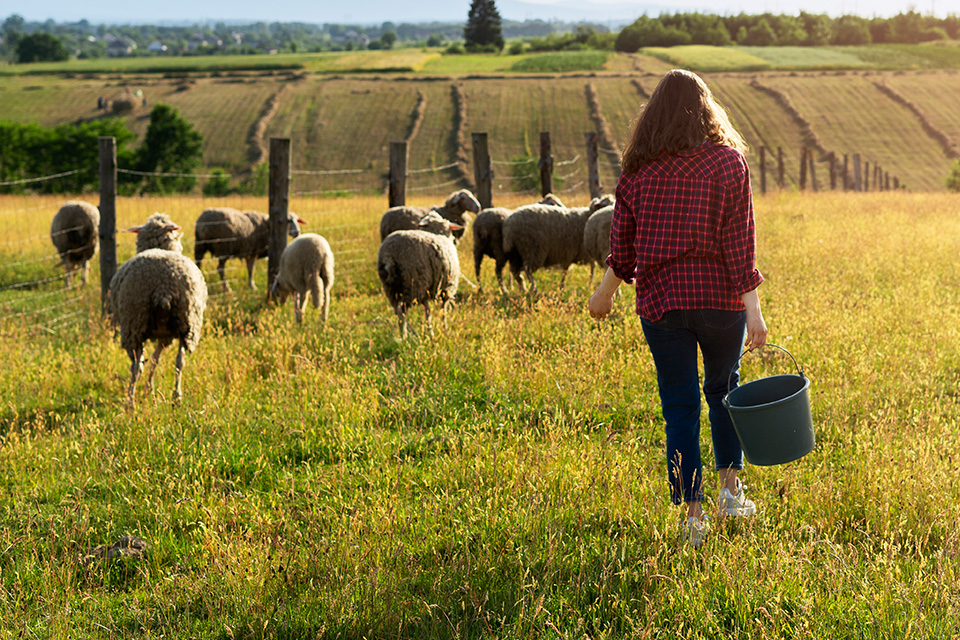 Får går och betar på grön äng en solig dag. Kvinna i röd skjorta går fram till fåren med en hink.