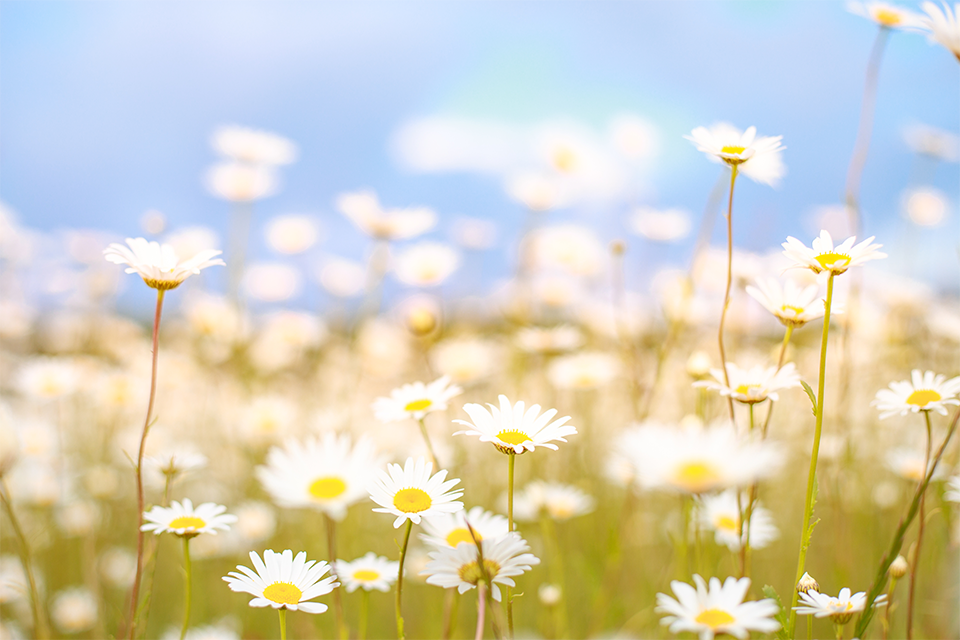 Blomsteräng med vita blommor mot blå himmel