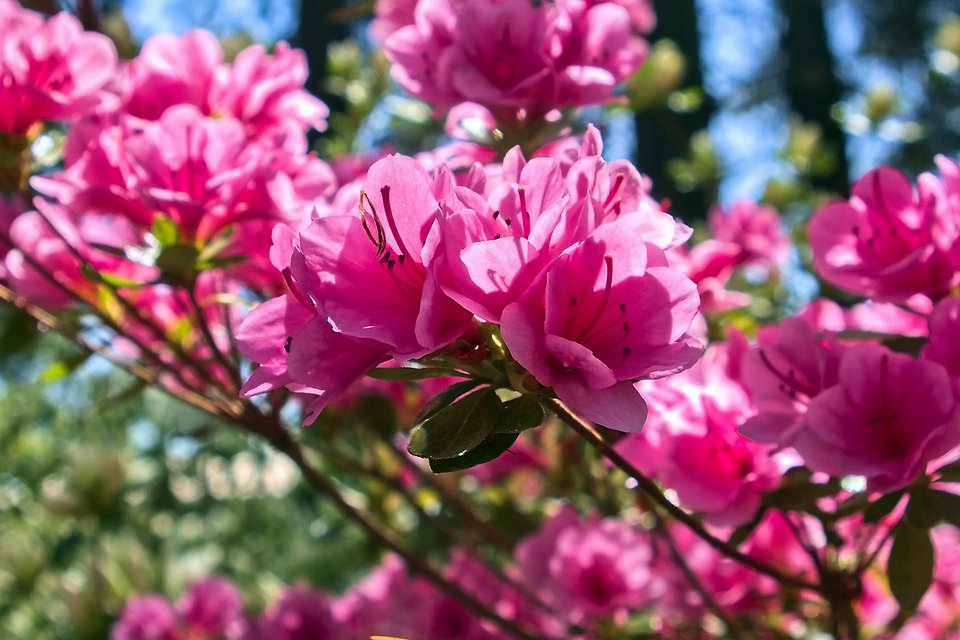 Blommande rosa Azalea
