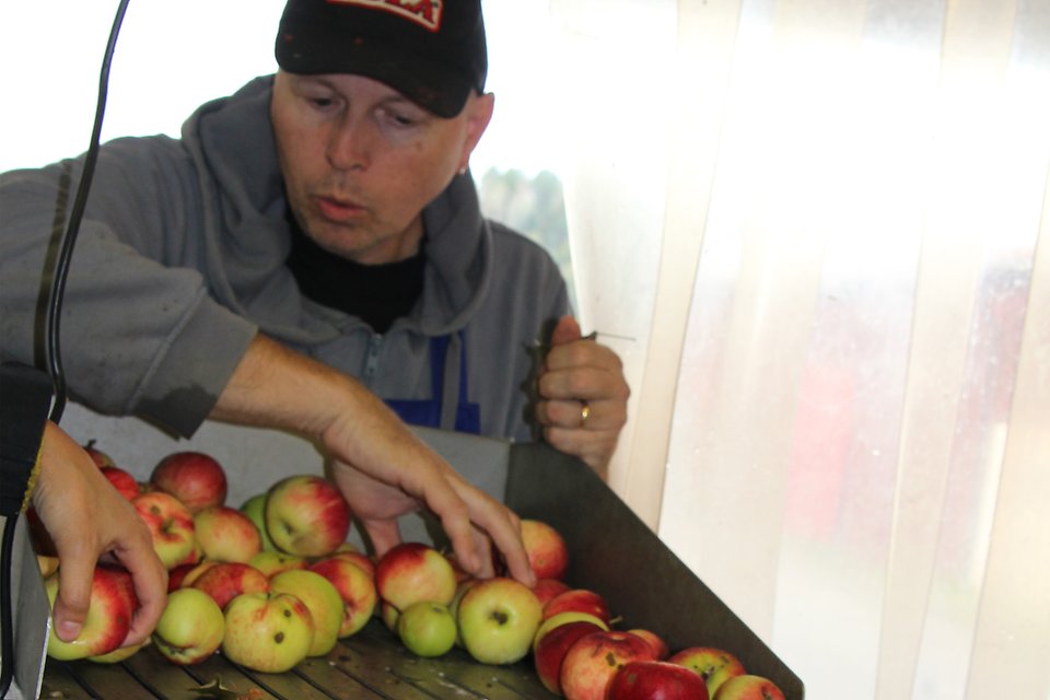 Erik häller ner äpplen i äppeltvätten.