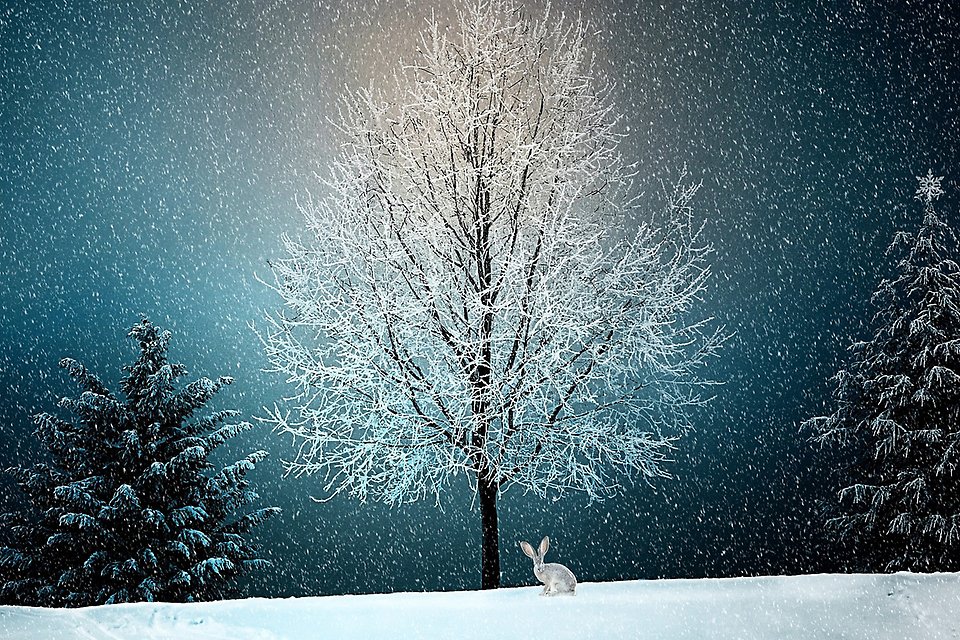 Vit hare framför träd en mörk kväll. Vit snö på marken i trädets grenar.